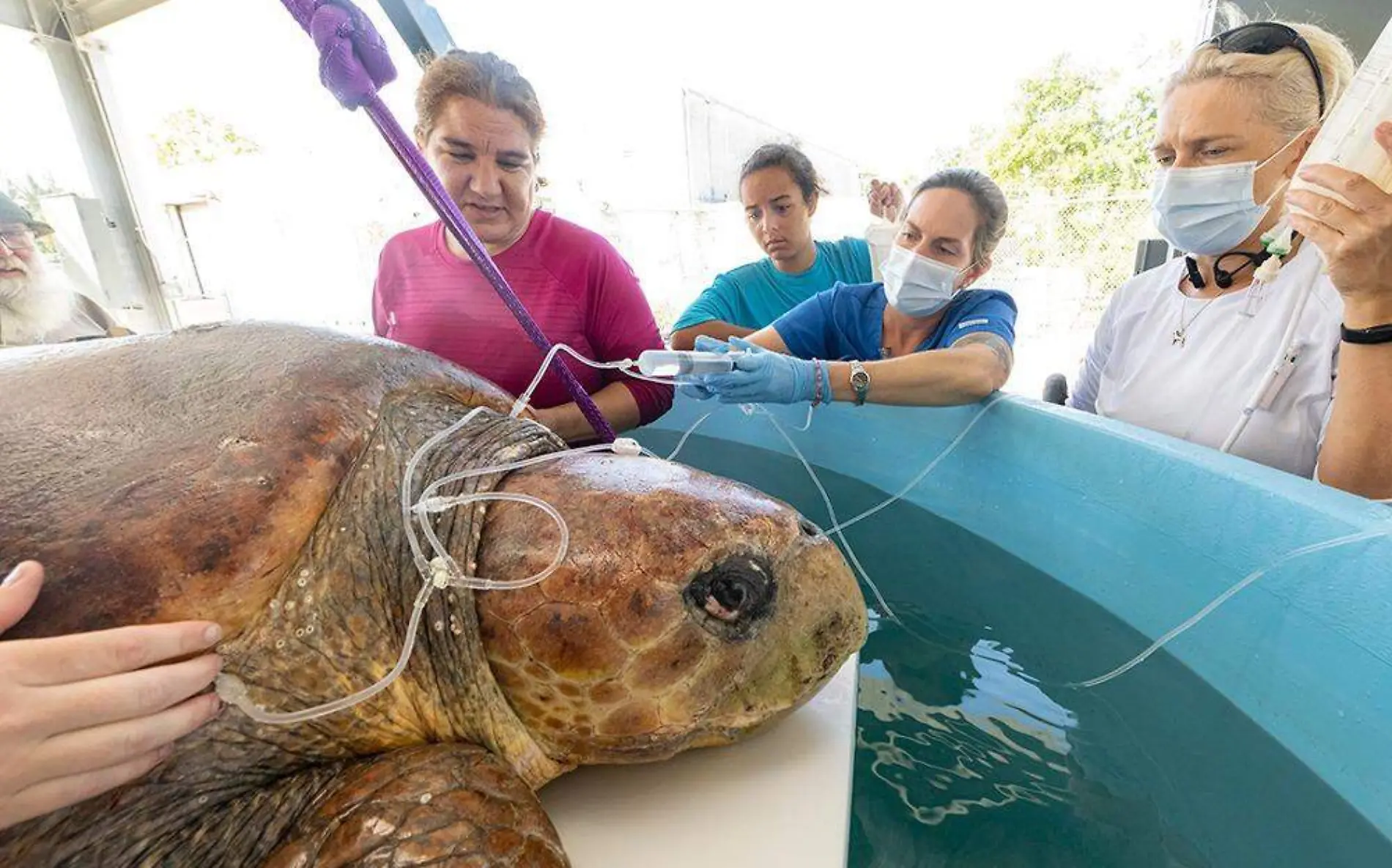 La enorme tortuga fue rescatada tras ser atacada por un tiburón